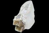 Hyracodon (Running Rhino) Jaw Section With Tooth - South Dakota #90279-2